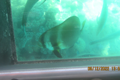 View from the Glass Bottom Boat