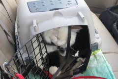 lamb-wolf-in-crate lamb-wolf-in-crate